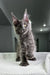 Gray fluffy Maine Coon kitten with alert ears and bright eyes ready for playtime