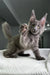 Gray Maine Coon kitten with fluffy fur playfully raising its paw