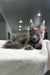 Gray Maine Coon cat lounging on a white surface, perfect for your Maine Coon kitten photos