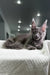 Gray Maine Coon kitten with ear tufts lounging on a cozy white surface