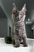 Gray Maine Coon kitten with ear tufts and fluffy coat in Granddame product display