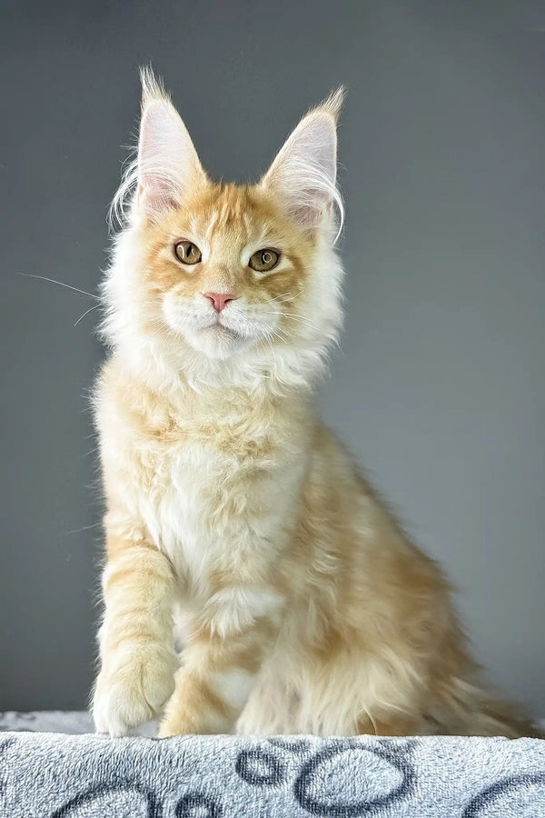 Grant | maine coon kitten