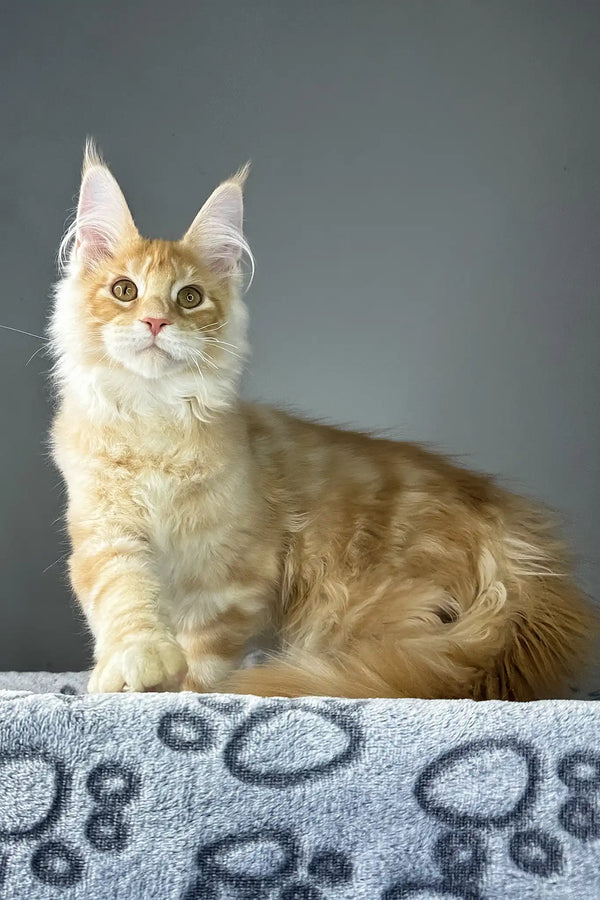 Grant | maine coon kitten