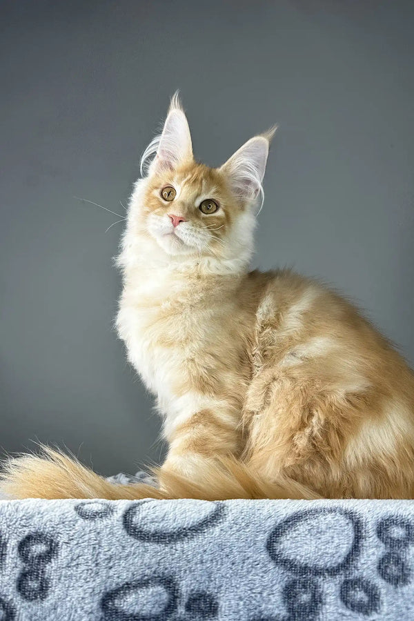 Grant | maine coon kitten