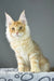 Grant | maine coon kitten