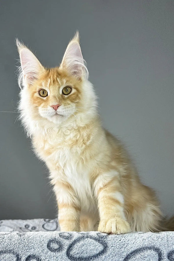 Grant | maine coon kitten