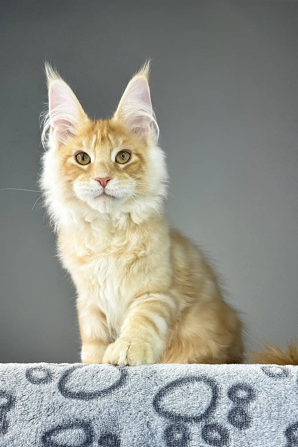 Grant | maine coon kitten