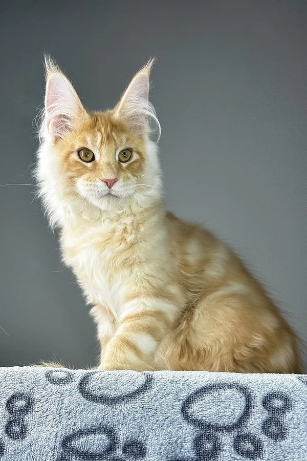 Grant | maine coon kitten