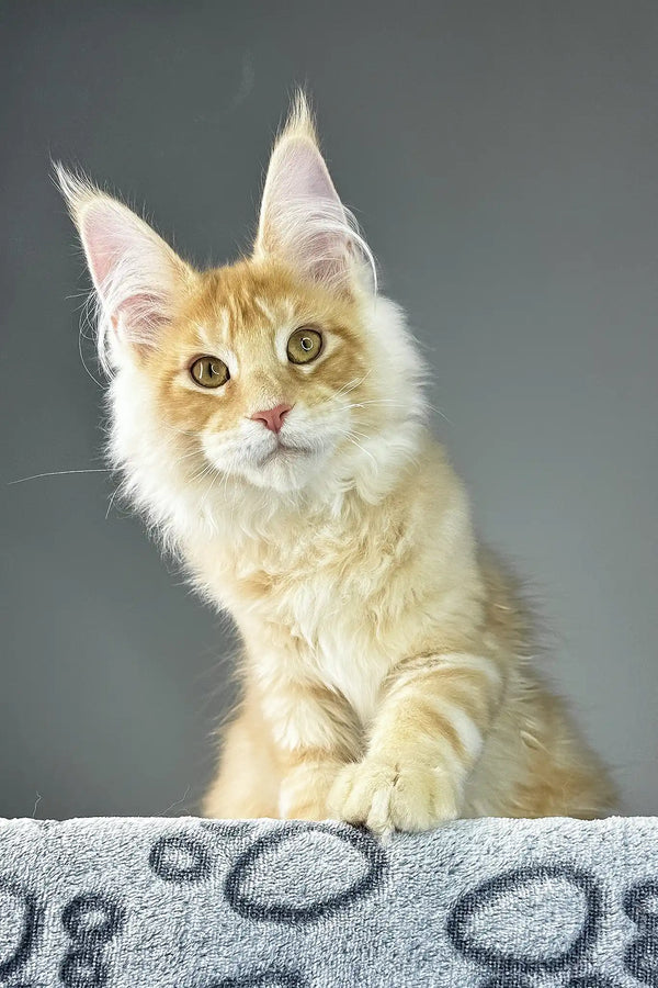 Grant | maine coon kitten