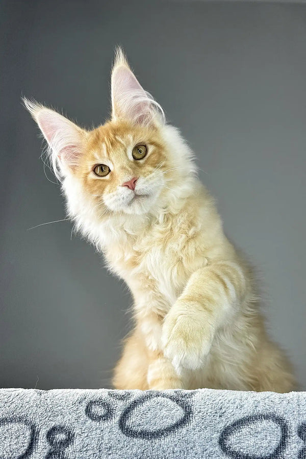 Grant | maine coon kitten