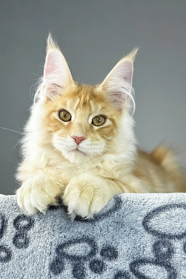 Grant | maine coon kitten