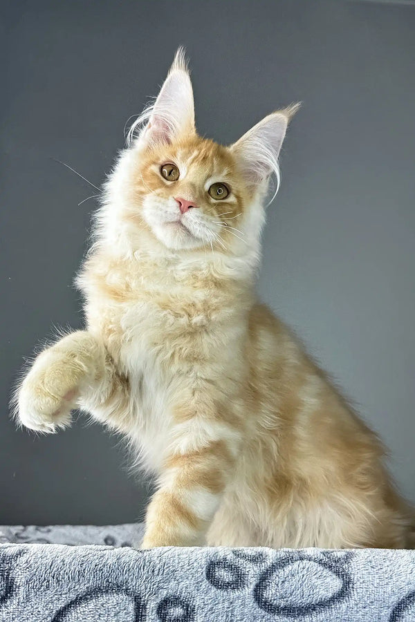 Grant | maine coon kitten