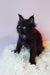 Adorable black Maine Coon kitten in Gray Maine Coon Kitten product display