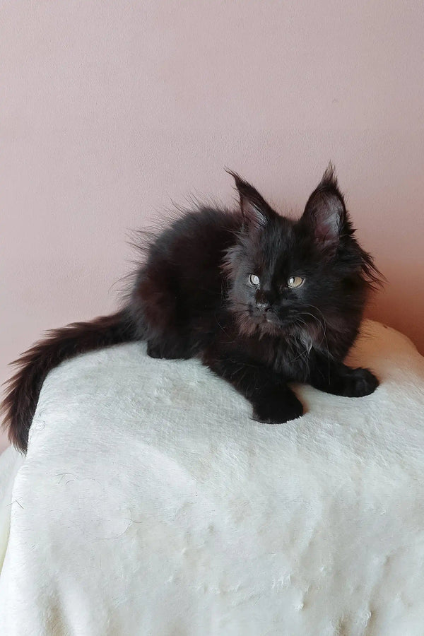 Adorable Black Maine Coon kitten featured in Gray Maine Coon Kitten product