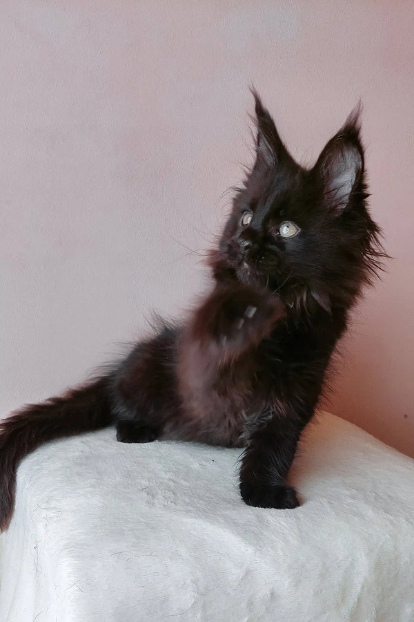 Black Maine Coon kitten in a cute Gray Maine Coon Kitten product display