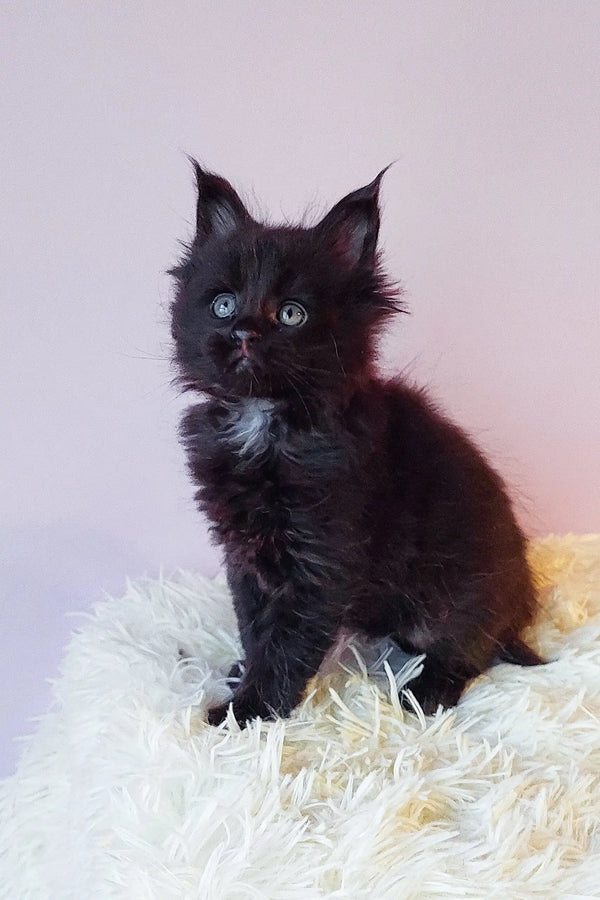 Adorable Black Maine Coon kitten is featured in the Gray Maine Coon Kitten product