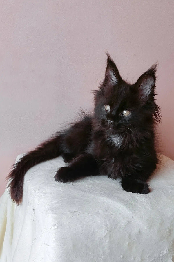 Adorable Black Maine Coon kitten in the Gray Maine Coon Kitten product display