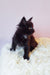 Black kitten with tufted ears in Gray Maine Coon Kitten product display