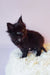 Fluffy black kitten in the Gray Maine Coon Kitten product line, super cute and playful