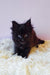 Fluffy black Maine Coon kitten with cute tufted ears looking playful and adorable