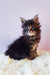 Fluffy black and brown Maine Coon kitten named Grays looking adorable and playful