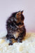 Fluffy black and brown Maine Coon kitten named Grays looking adorable and playful