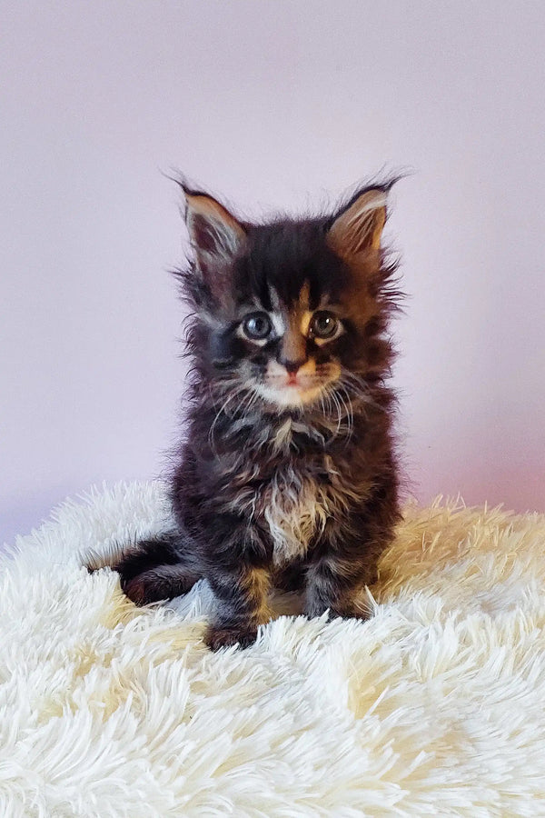 Fluffy black and silver Maine Coon kitten named Grays ready for cuddles and fun