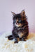 Fluffy black tabby kitten from Grays Maine Coon Kitten collection, super adorable!