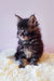 Fluffy black tabby kitten from Grays Maine Coon Kitten collection, super cute and playful