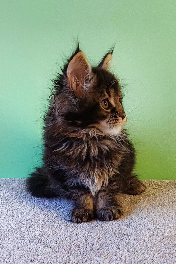 Fluffy brown and black Maine Coon kitten named Grays, looking adorable and playful