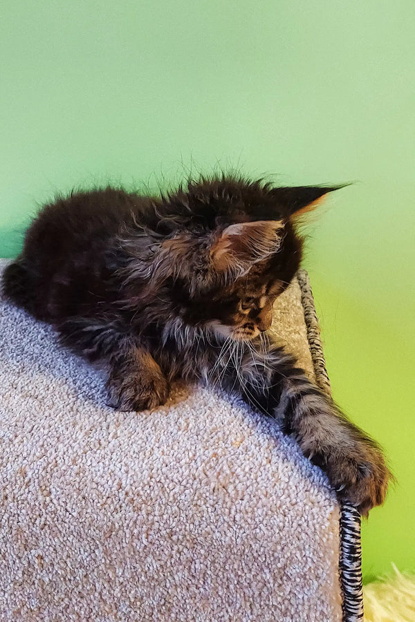 Fluffy brown tabby kitten from Grays Maine Coon Kitten collection, super adorable!