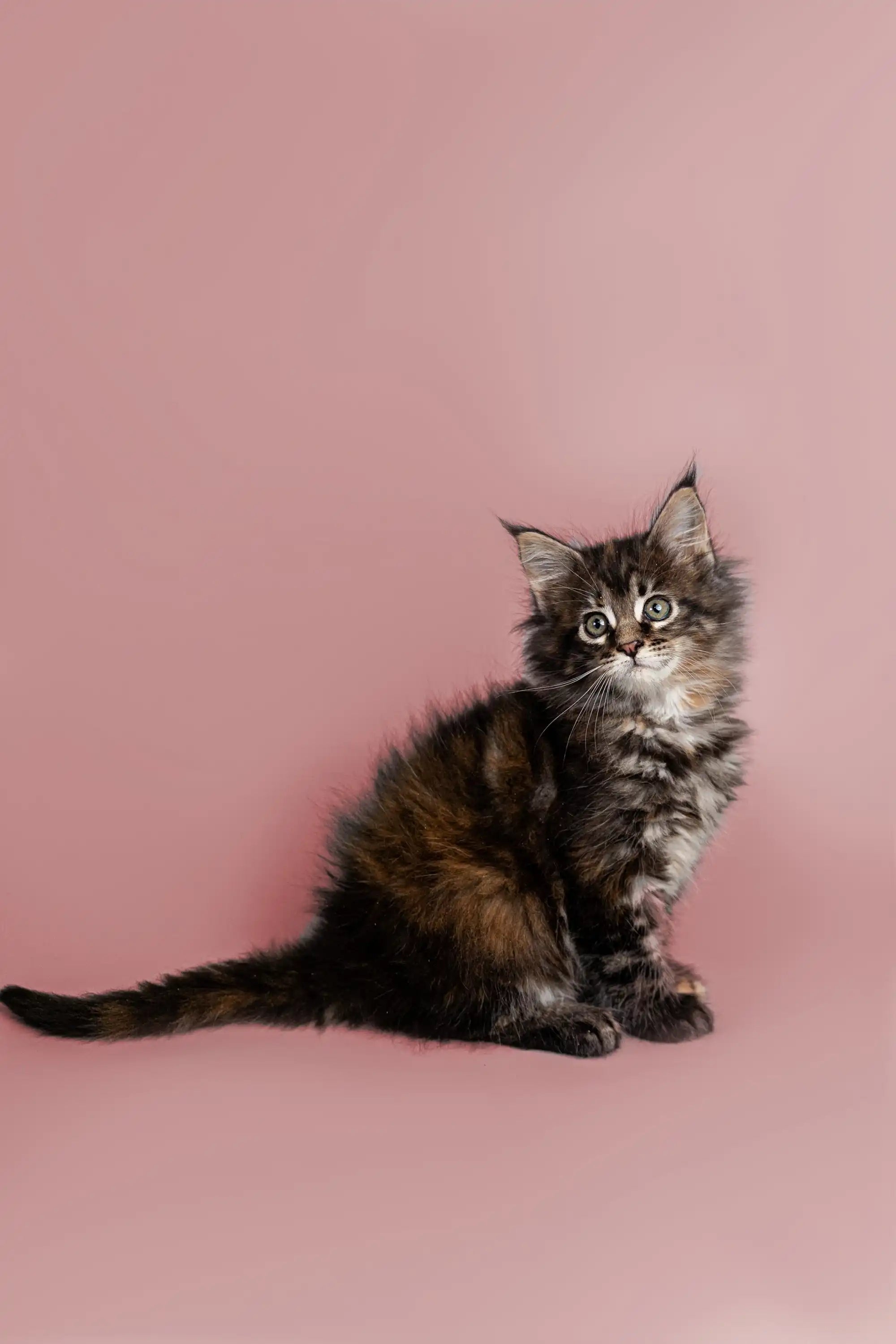 AVADA - Best Sellers Gremy | Maine Coon Kitten