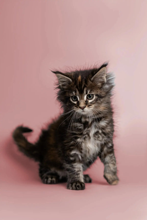 Fluffy gray tabby Maine Coon kitten with curious wide eyes looking adorable