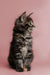 Fluffy Maine Coon kitten sitting upright with an alert expression ready for play