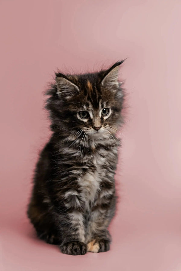 Fluffy Maine Coon kitten with wide eyes and perked ears, perfect for cuddles