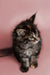 Fluffy Maine Coon kitten with pointed ears and an alert expression