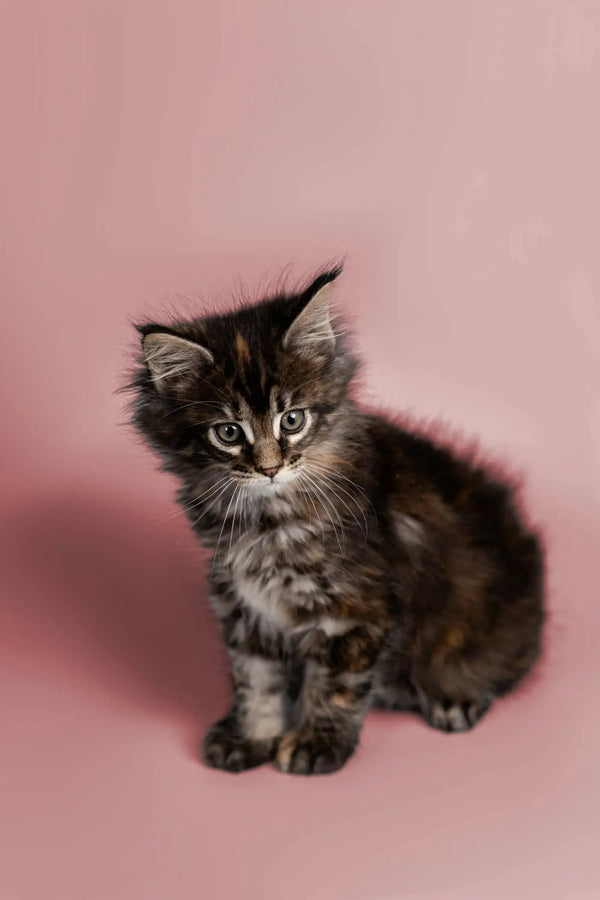 Fluffy Maine Coon kitten with wide eyes and perked ears, perfect for cat lovers