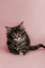 Fluffy Maine Coon kitten with wide eyes sitting on a plain surface, adorable cuteness