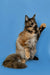 Adorable Maine Coon kitten named Grenada sitting upright with a paw raised