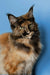 Long-haired tortoiseshell Maine Coon kitten with green eyes and tufted ears