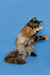 Fluffy Maine Coon kitten standing on hind legs with one paw raised in playful pose