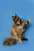 Fluffy Maine Coon kitten with one paw raised against a blue backdrop