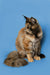 Long-haired calico Maine Coon kitten sitting upright with a fluffy tail