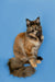 Long-haired calico Maine Coon kitten with a fluffy tail sitting upright