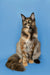 Long-haired Maine Coon kitten with a fluffy tail against a blue backdrop