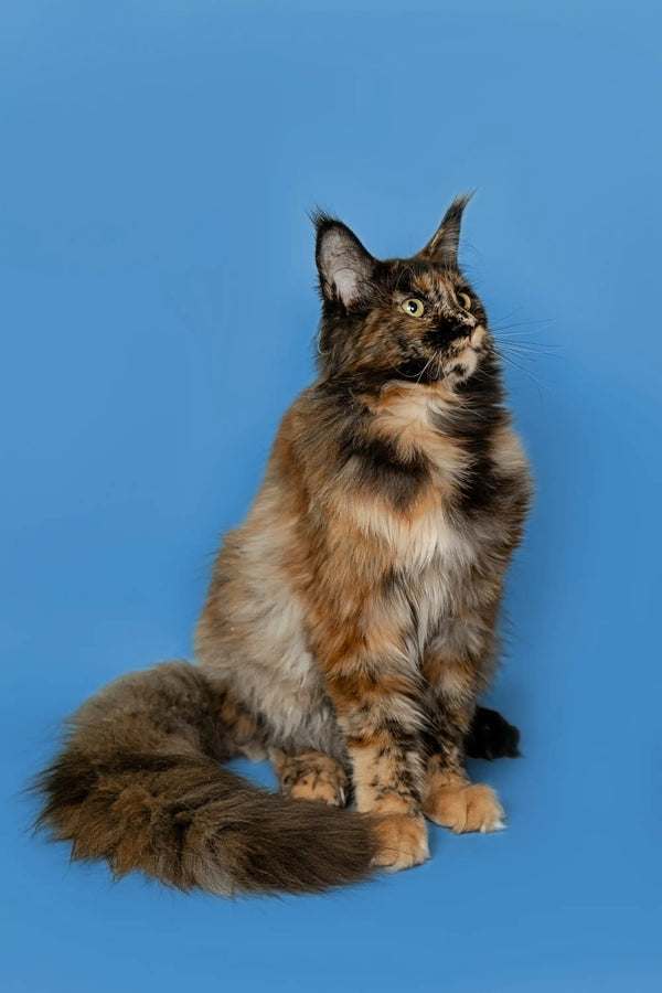 Long-haired, multicolored Maine Coon kitten with a fluffy tail sitting upright