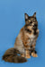 Long-haired, multi-colored Maine Coon kitten Grenada sitting upright with fluffy tail