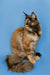 Long-haired Maine Coon kitten Grenada with fluffy coat and cute ear tufts