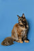 Long-haired calico Maine Coon kitten sitting upright with a fluffy tail