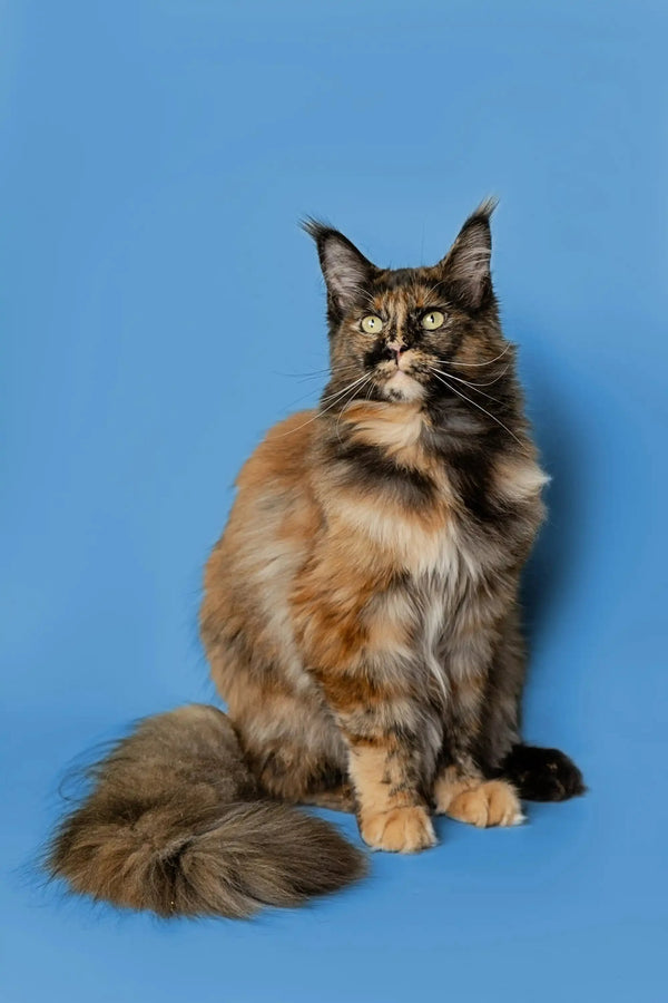 Long-haired calico Maine Coon kitten sitting upright with a fluffy tail